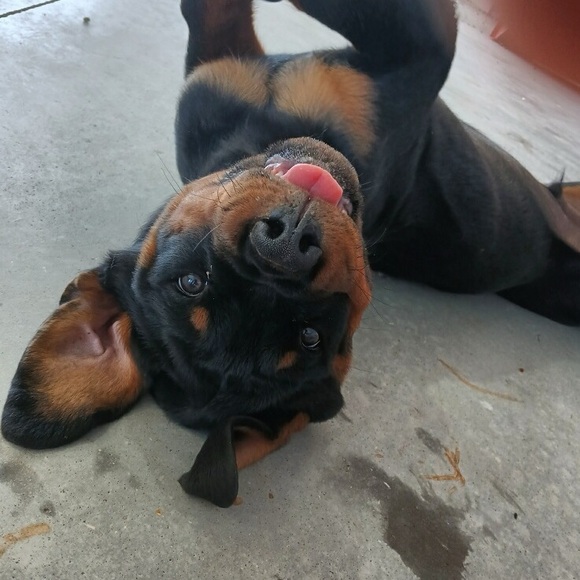 cheyennepaislee